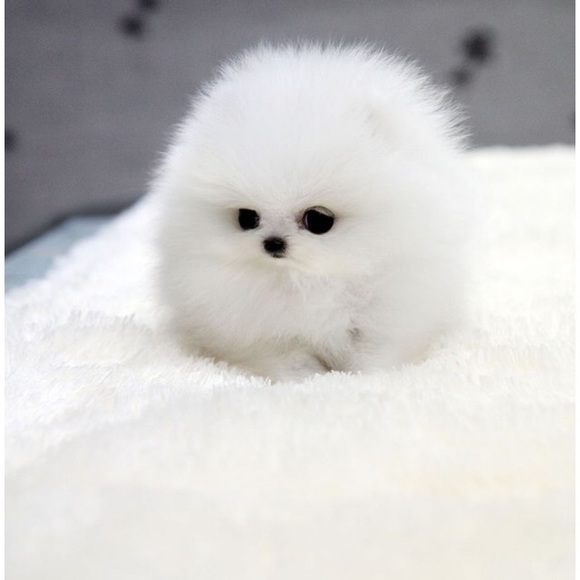 Meet your Posher, Sophia - Picture 1 of 1